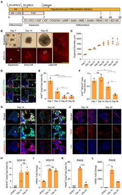 Rapid and Efficient Generation of Myelinating Human Oligodendrocytes in Organoids